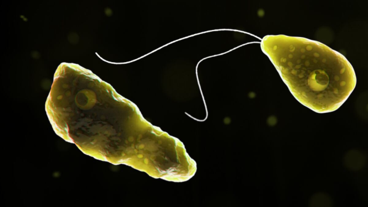 Brain-eating amoeba, Naegleria fowleri
