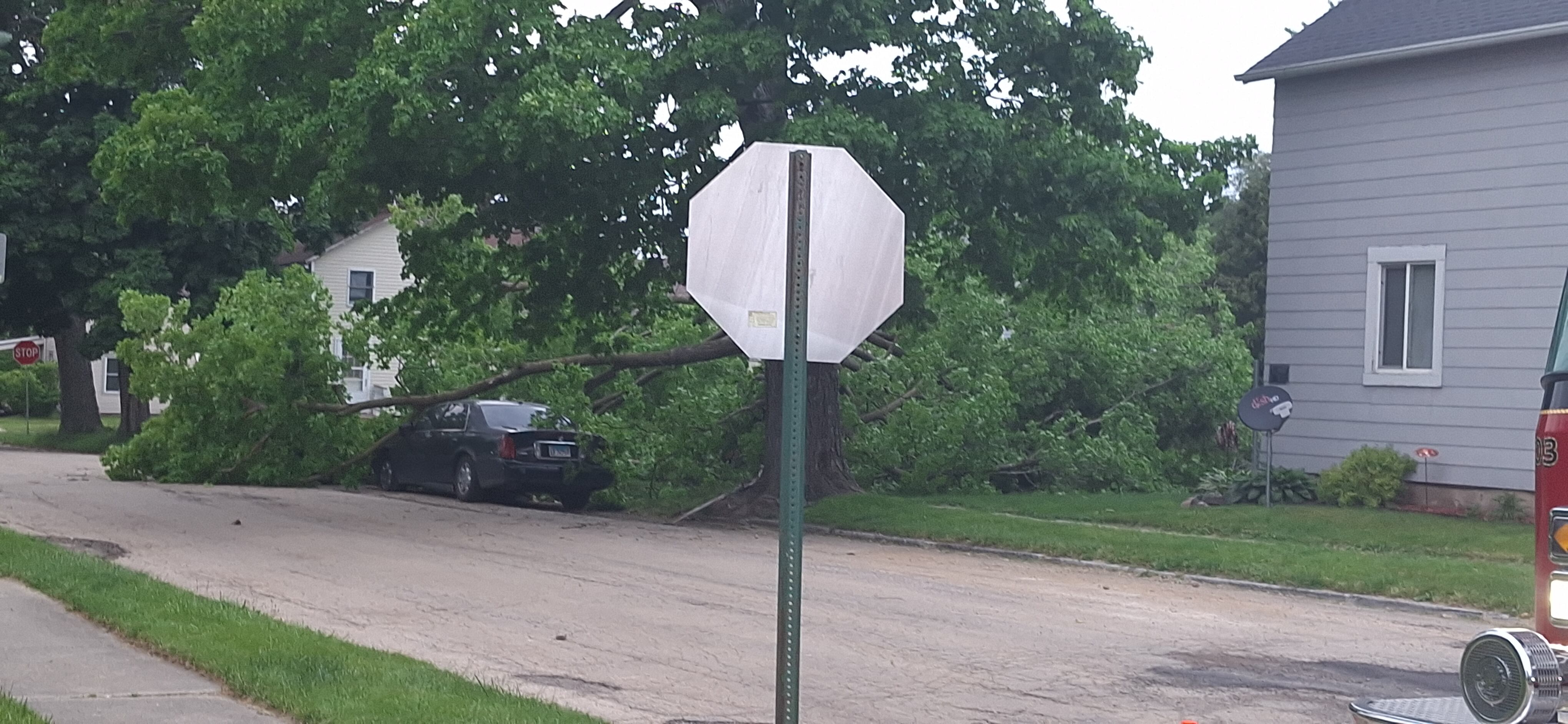 Multiple trees downed after storms roll through Freeport - Vimarsana News