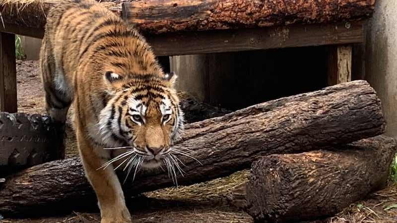Mila moved to the Cheyenne Mountain Zoo from her mother at the Toronto Zoo in March 2023.