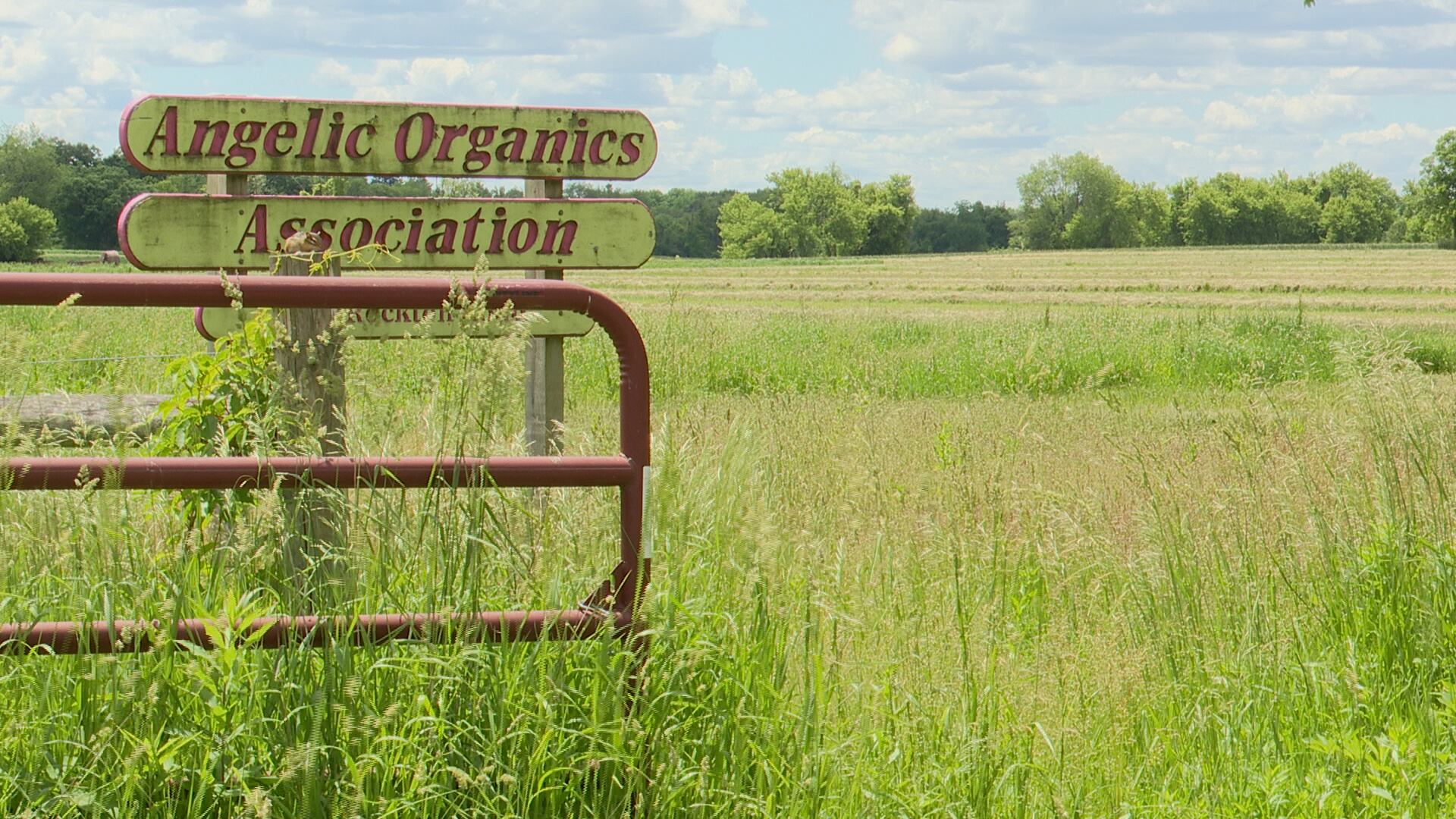 Shareholders consider legal action against Angelic Organics Farm after sudden closure - Vimarsana News