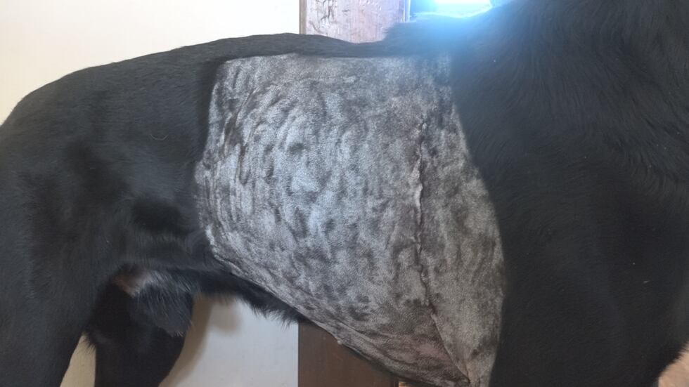 Photo of Mocha shaved where her surgery was done.