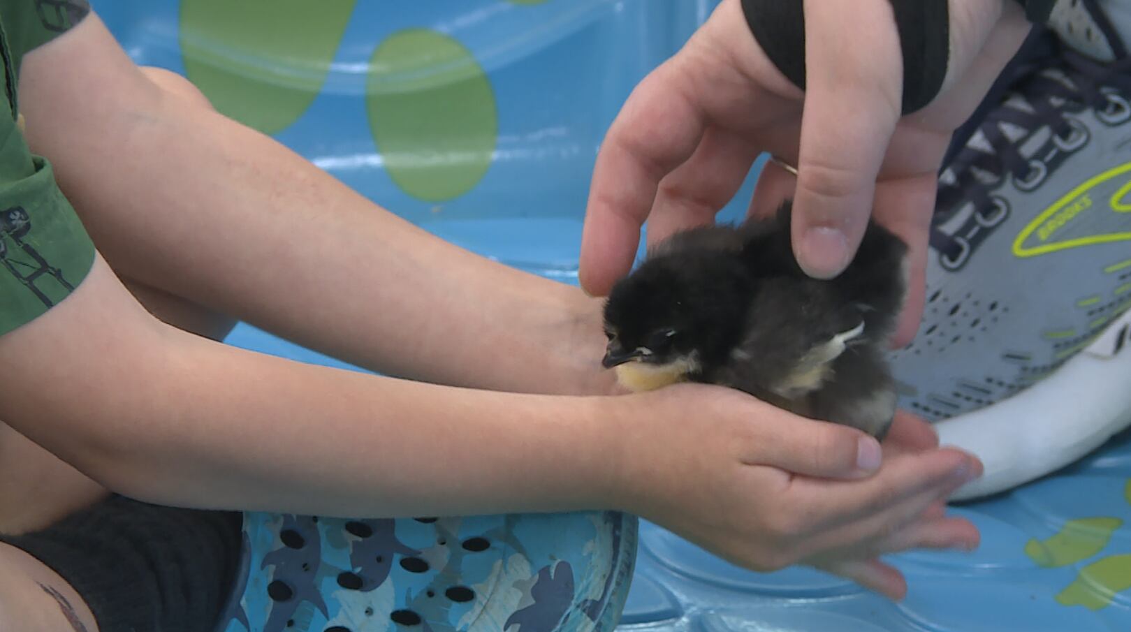 Discovery Center Museum holds Barnyard Bash, begins Summer Family Friday series - Vimarsana News