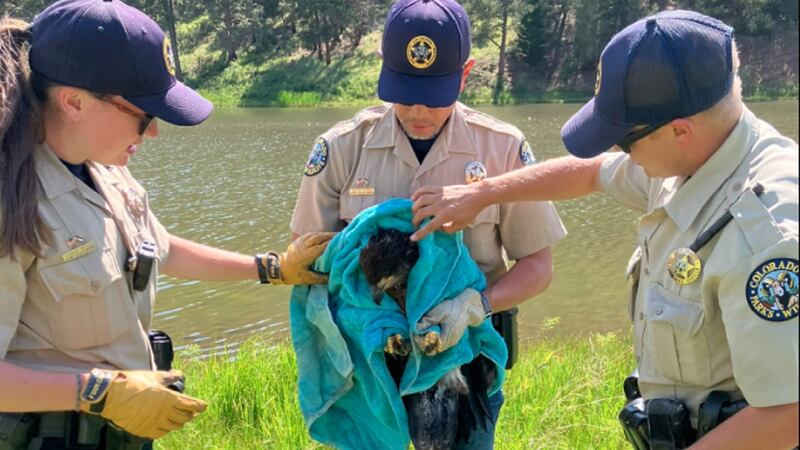 The wildlife agency said officers were called out to the injured fledgling bald eagle in...