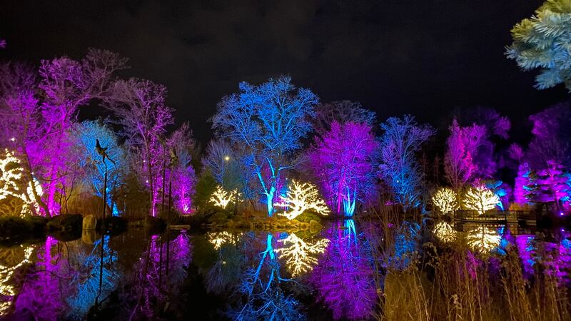 The Illuminated wintertime lights experience features dramatic up-lighting and thousands of...