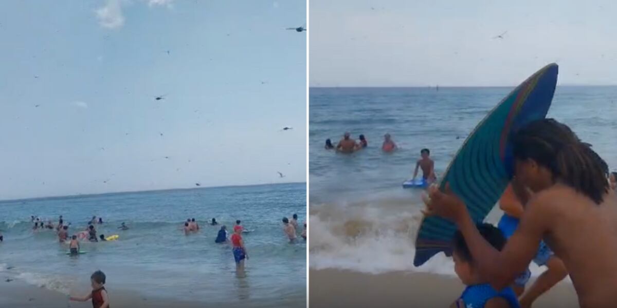 Beachgoers scream, run for cover as thousands of dragonflies swarm them