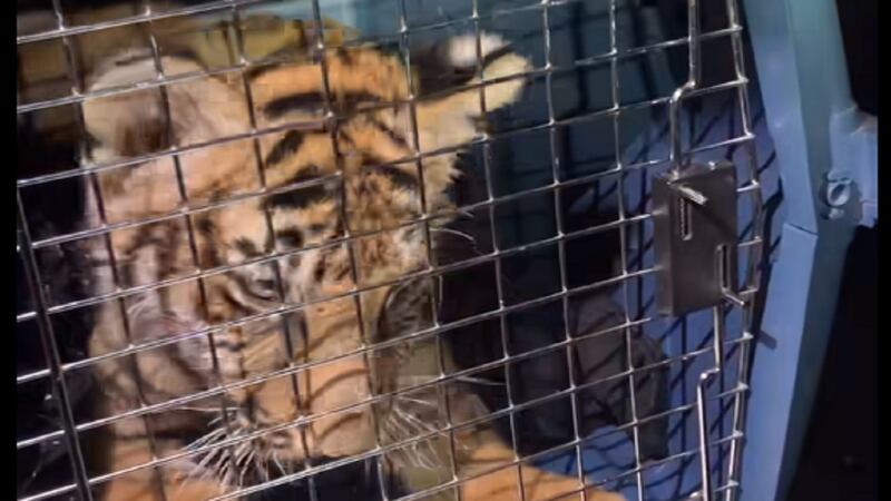 The tiger cub was rescued by police in New Mexico.